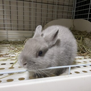 ネザーランドドワーフ