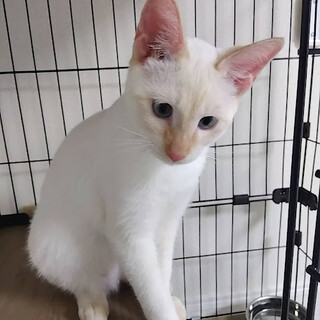 決定しました！★甘えんぼ★茶シャム　さくらちゃん