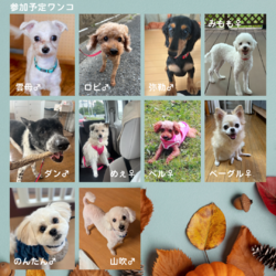 犬保護団体リアン 里親会 サムネイル3