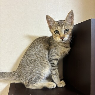 【麦わら】食いしん坊です