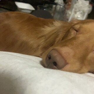 ちろ 2才 ミニチュアダックス