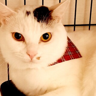 国宝級のイケメン♥白三毛？團十郎