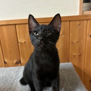 やんちゃな甘えっ子あーくん