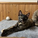 甘えっ子のきいろちゃん