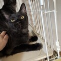 綺麗な黒猫長毛兄弟のレイ
