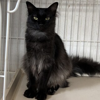 綺麗な半長毛兄弟のリズ