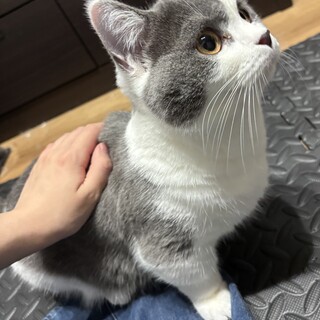 甘えん坊さんのマンチカンちゃん