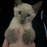 ゆいぱ