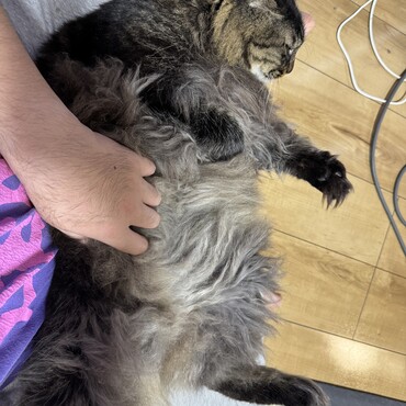 膝の上でヘソ天しちゃうネチコヤン