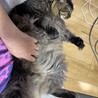 膝の上でヘソ天しちゃうネチコヤン