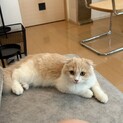 ５ヶ月　スコティッシュフォールド　男の子　甘えん坊