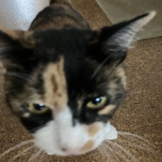 姉妹猫の里親募集