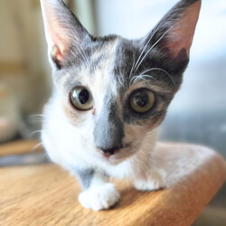 ねこチュー第26回猫の譲渡会 サムネイル3