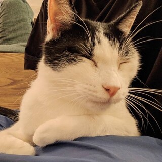 守護神のような抱っこ猫