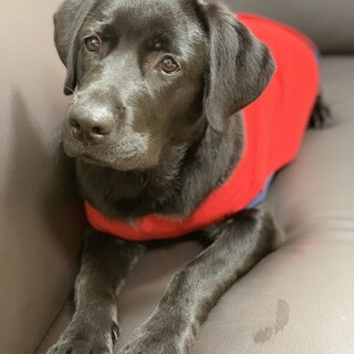 ラブラドール 7才