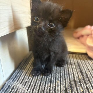 メスの一ヶ月の甘えん坊さんです