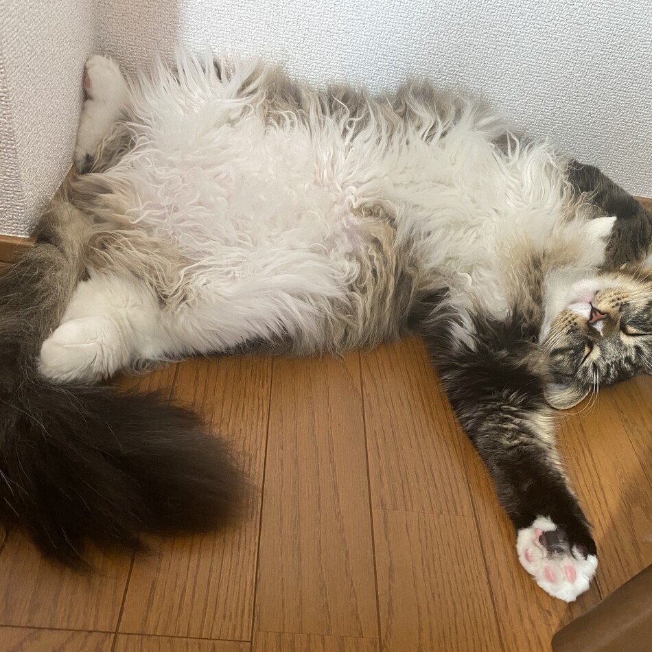 ジロのカバー写真