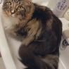 の写真