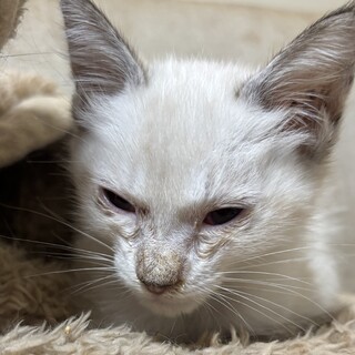 子猫 生後3ヶ月 決まらなければ保健所