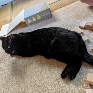 姉妹猫の里親募集