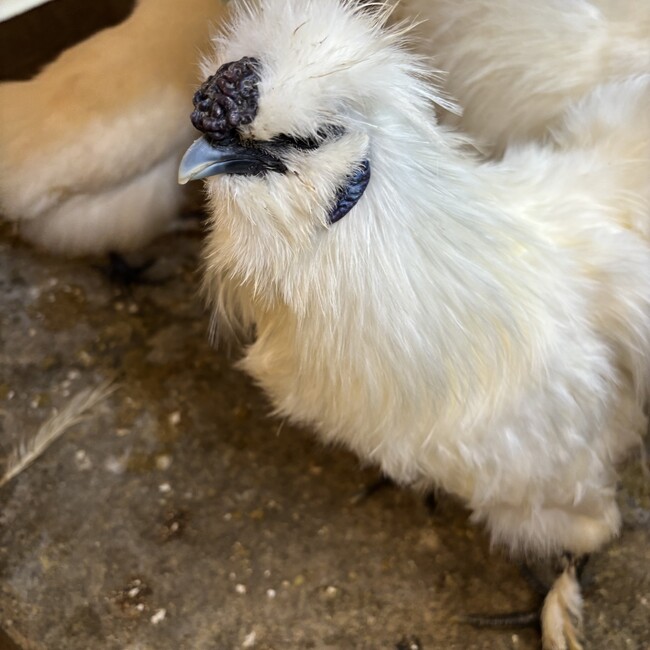くにちよのカバー写真