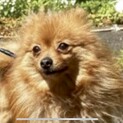ポメラニアン４歳女の子　美人の引退犬