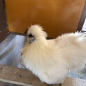 烏骨鶏の里親募集