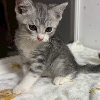 サバ白イケメン男子⭐︎みどりくん