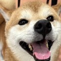 推定5歳の柴犬(オス)