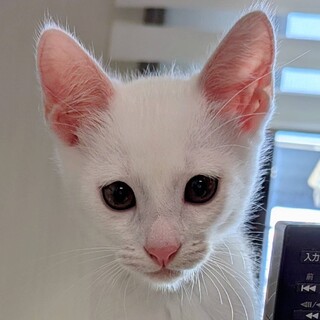 とっても元気、ピース君