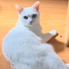 マロニコ