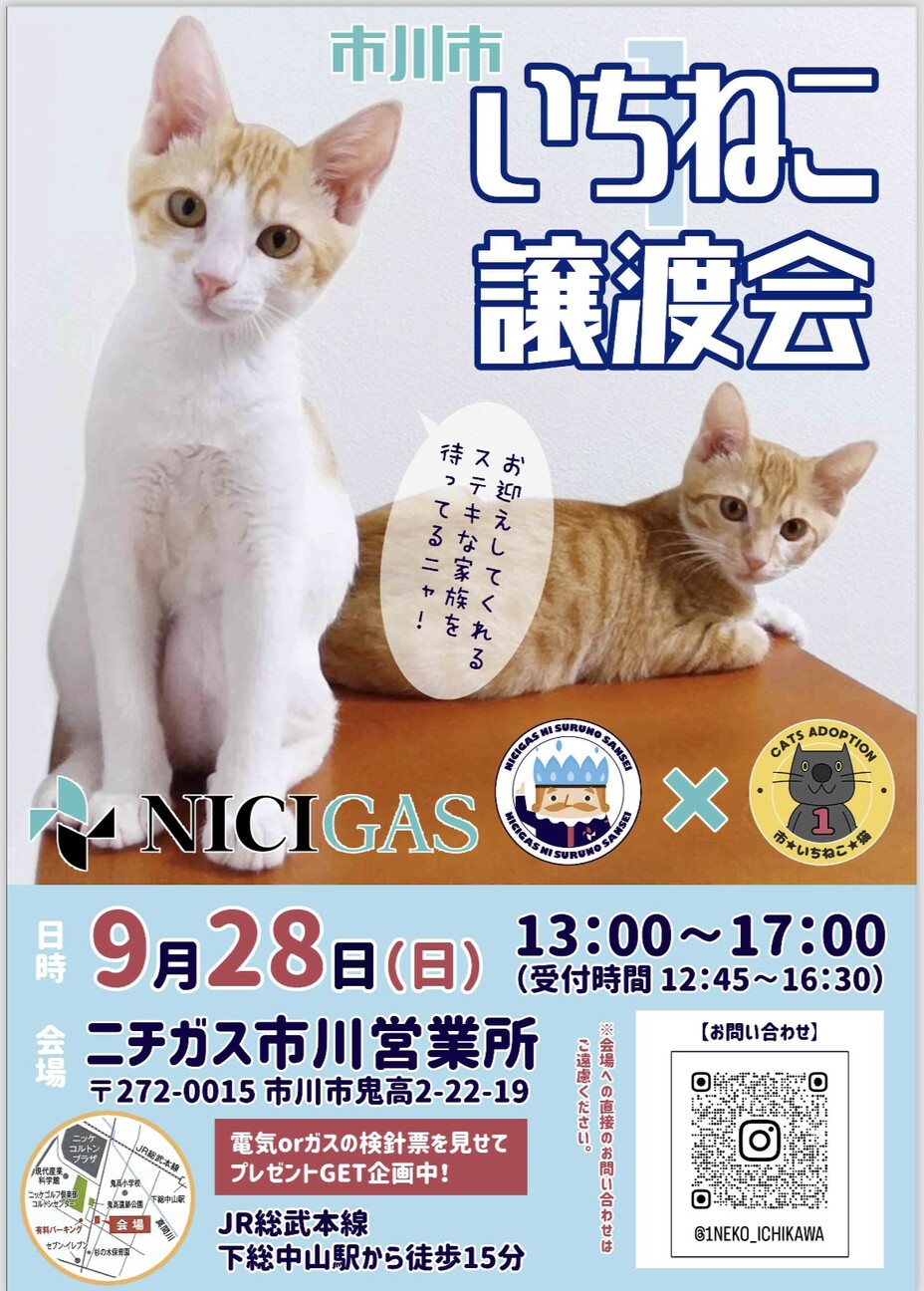 いちねこ譲渡会」（ささ大和のイベント #26864） :: ペットのおうち