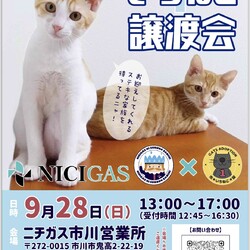 いちねこ譲渡会