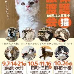 みなとねこ保護猫譲渡会＠いいオフィス浜松町