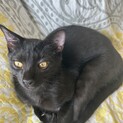 保護猫ブラックスモークの男の子約4ヶ月