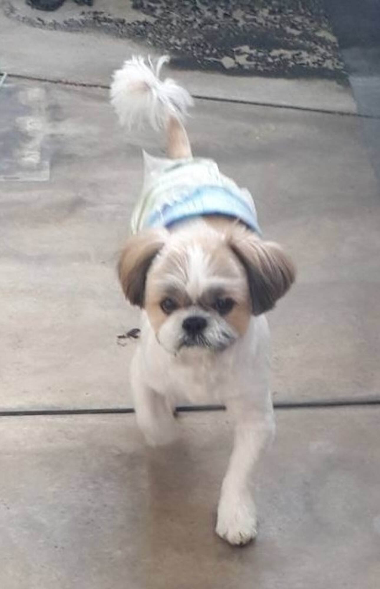 シーズーの男のコ けーちゃん」大阪府 - 犬の里親募集(525092