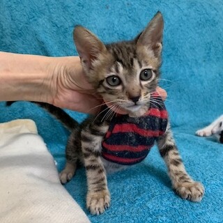 ネチネチかまってちゃんのキジトラ まく君