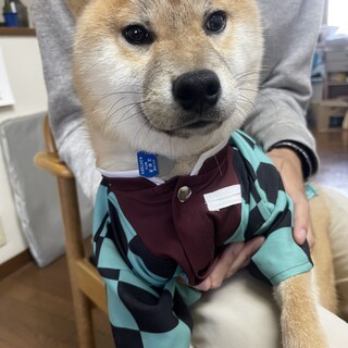 ※決まっていた方のドタキャン故、再募。芝犬の♂