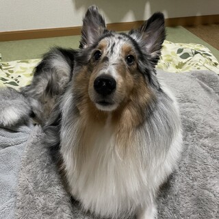 シェットランド・シープドッグの里親募集