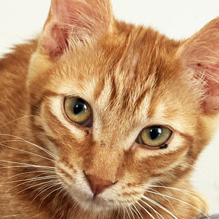 フォース♂チャトラ4ヵ月半