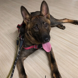 1/28生　タッチくん！お散歩練習中