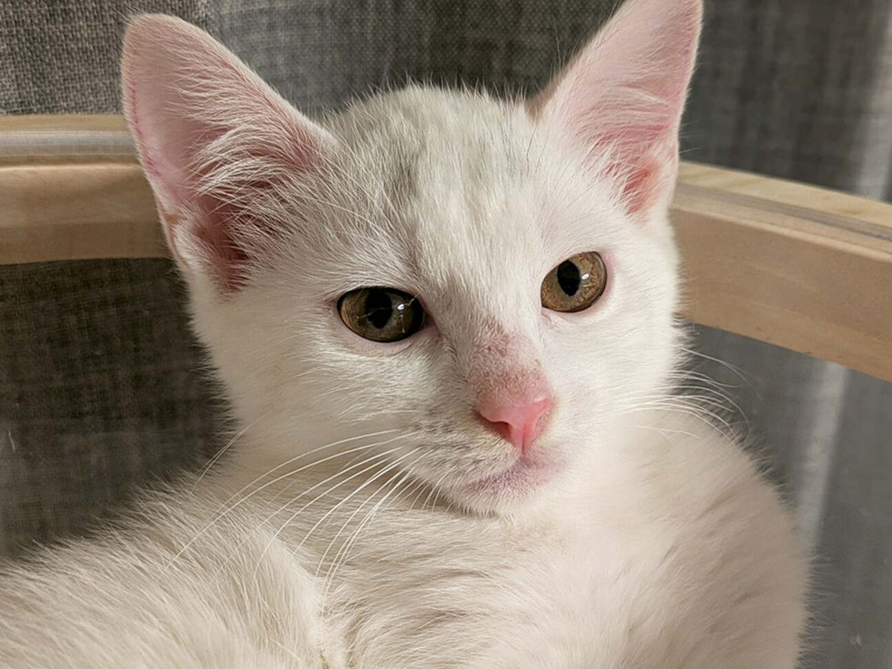 むく♀白猫の兄妹5ヶ月半」東京都 - 猫の里親募集(525108