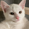 むく♀白猫の兄妹5ヶ月半 サムネイル6