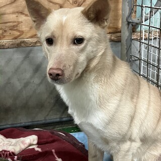 まだ若い男の子ダイチくん❗️家族が欲しいな‼️