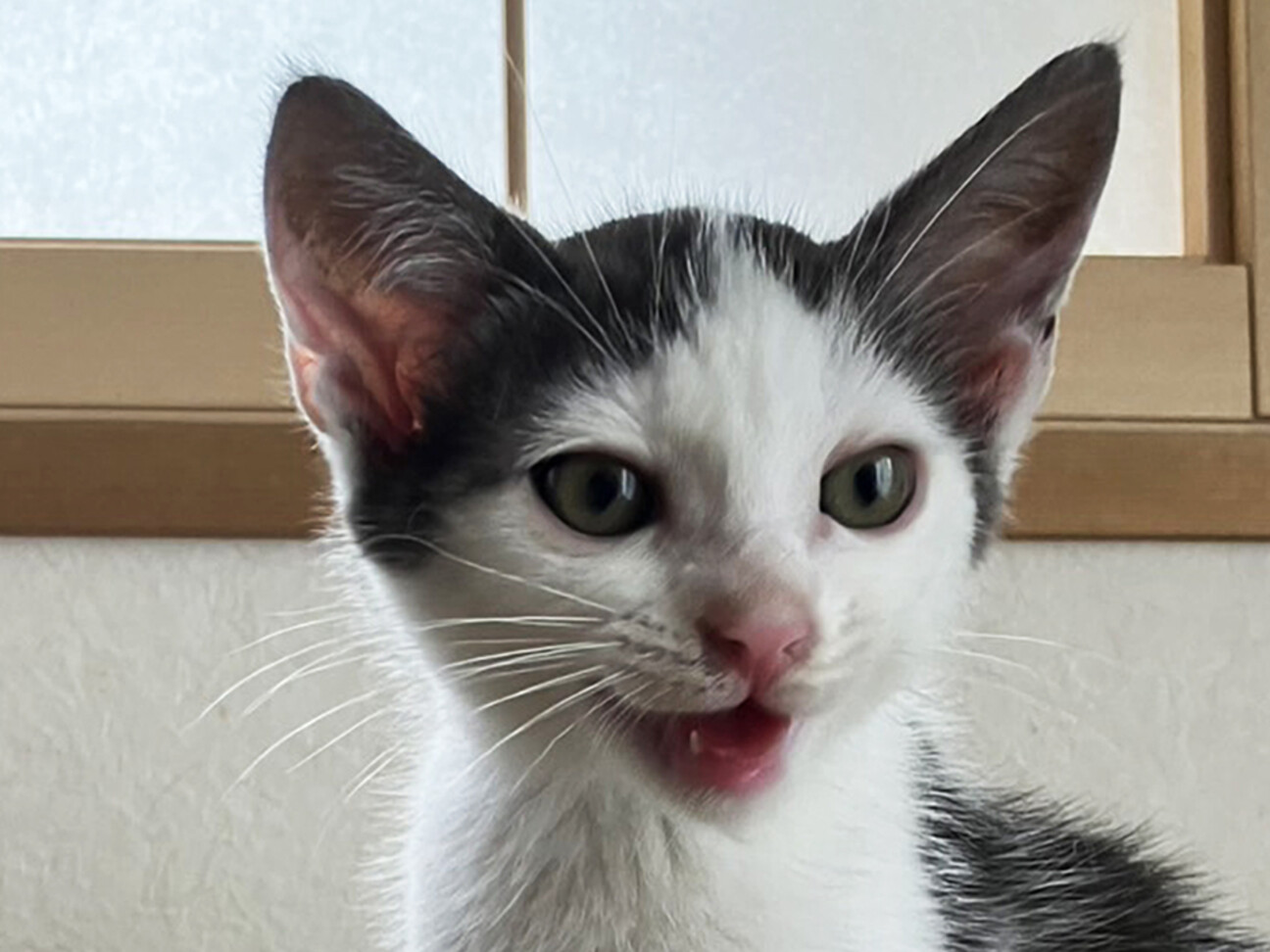 キジシロ兄妹猫♀4ヵ月ポコ」東京都 - 猫の里親募集(525111) :: ペット