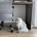 甘えん坊です！