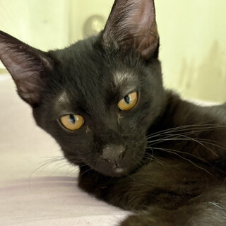 福岡から来た黒猫5ヶ月半♂トト