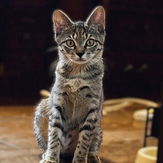 少し怖がりでもナデナデ大好き❤つぐみ