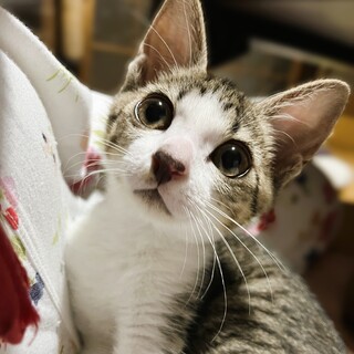 ★里親様決定★ちょっと勝気で懐こい甘えんぼ❤きらら