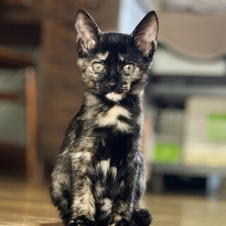 ★里親様決定★ヒトが大好きお転婆な甘えんぼ❤チカコ